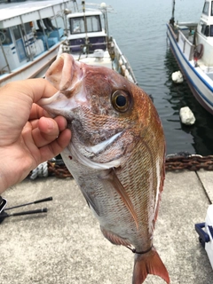 マダイの釣果