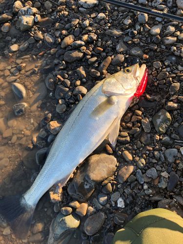 スズキの釣果