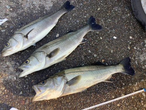 シーバスの釣果