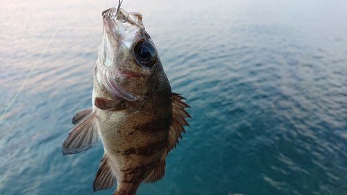 クロメバルの釣果