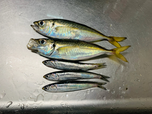 アジの釣果