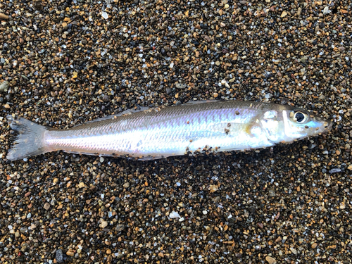 キスの釣果