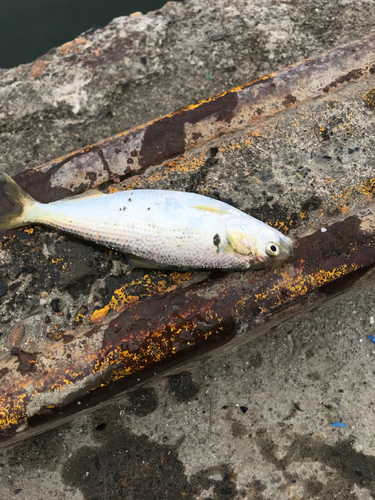 コノシロの釣果