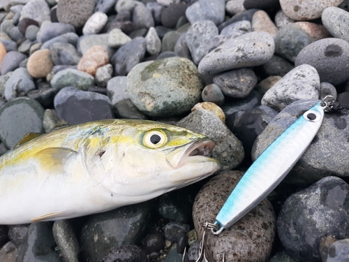 ワカシの釣果