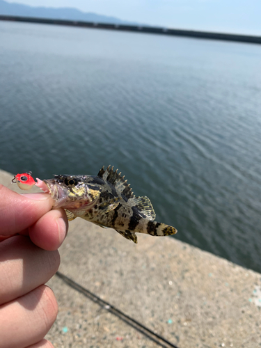 タケノコメバルの釣果