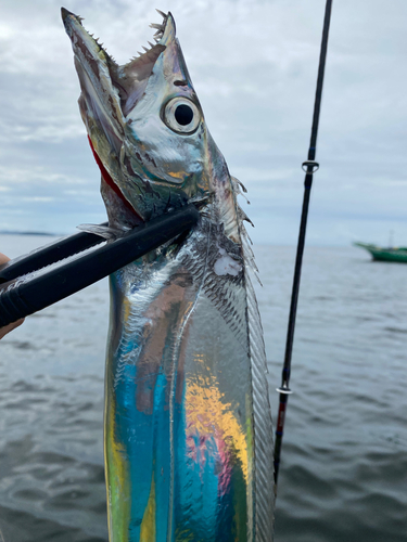 タチウオの釣果