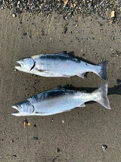 サクラマスの釣果