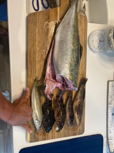 コブダイの釣果