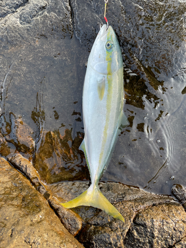 イナダの釣果