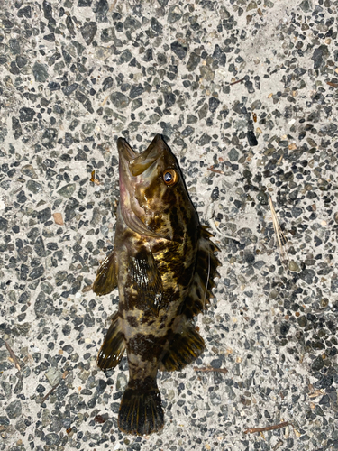 タケノコメバルの釣果