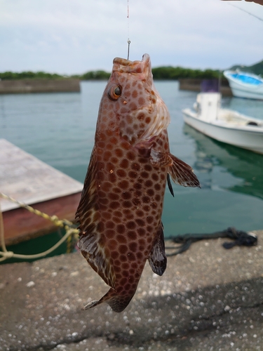 オオモンハタの釣果