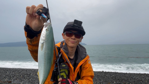 ワカシの釣果