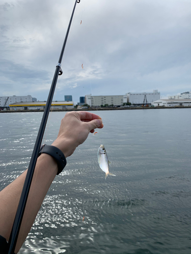 コノシロの釣果