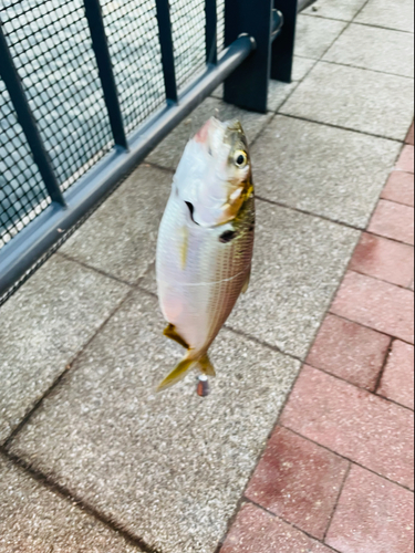 コノシロの釣果