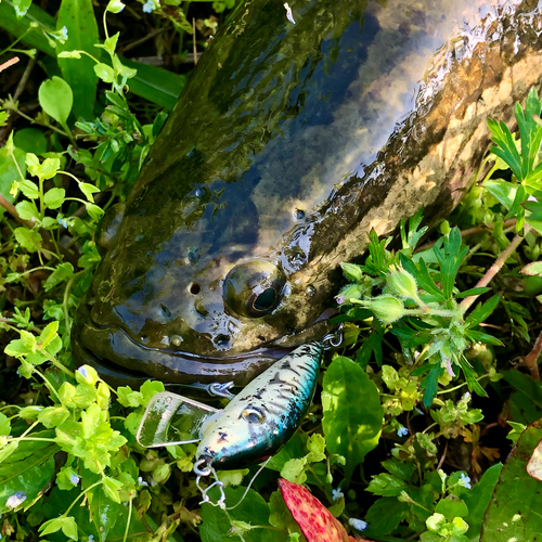 ライギョの釣果