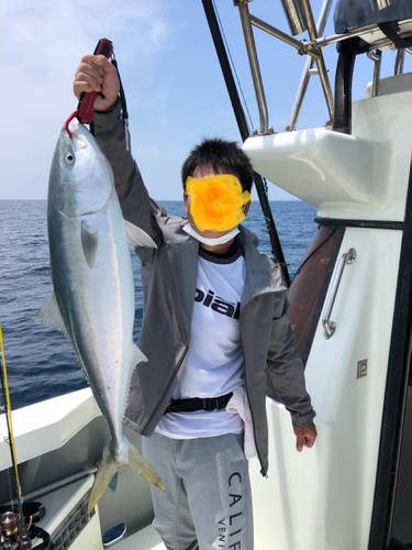 ヤズの釣果