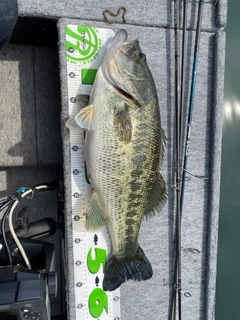 ブラックバスの釣果