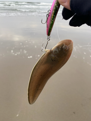 シタビラメの釣果