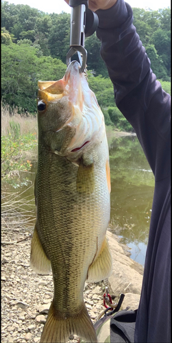 ブラックバスの釣果