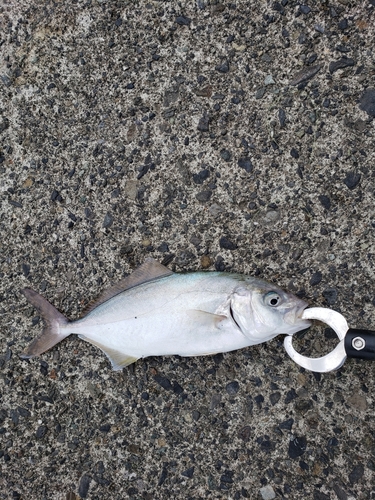 ショゴの釣果