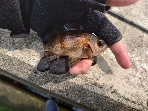 メバルの釣果