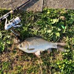 フナの釣果