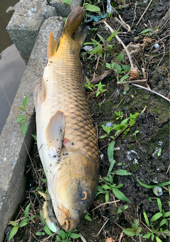 コイの釣果