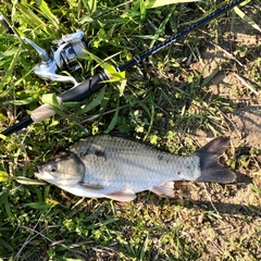 フナの釣果