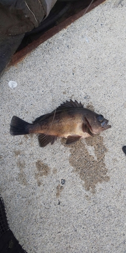 メバルの釣果