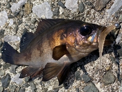 クロメバルの釣果