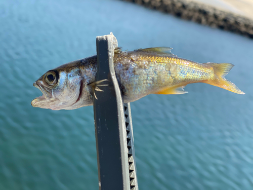 ムツの釣果