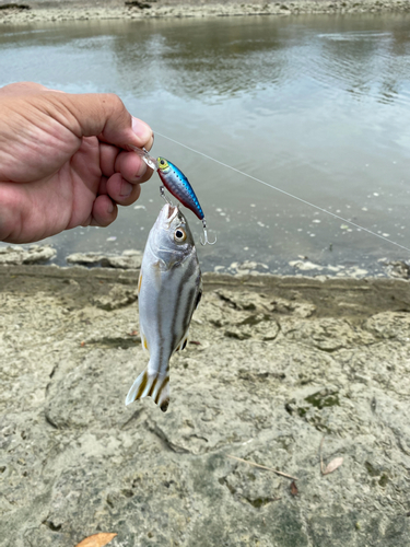 クワガナーの釣果