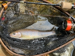 イワナの釣果