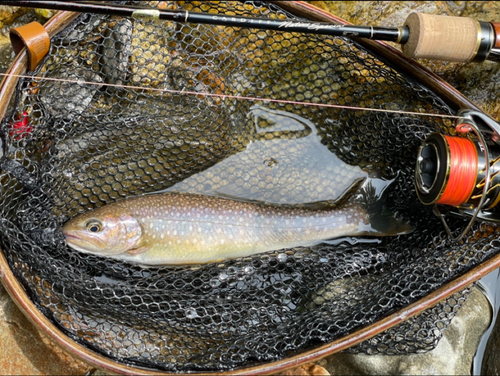 イワナの釣果