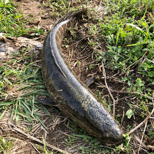 ライギョの釣果