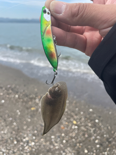 シタビラメの釣果