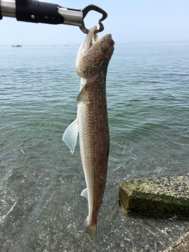 エソの釣果