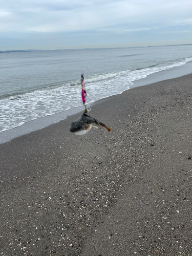 クサフグの釣果