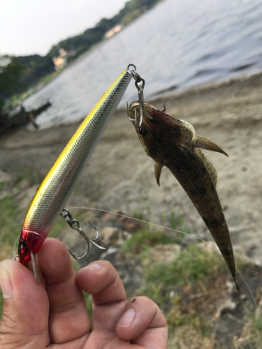 コチの釣果