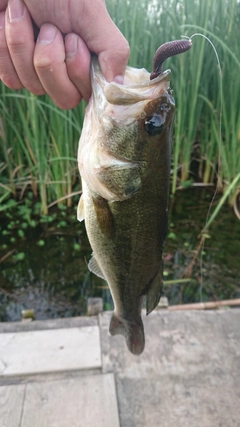 ブラックバスの釣果