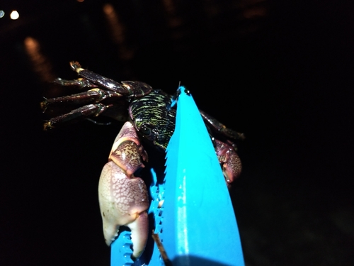 カニの釣果