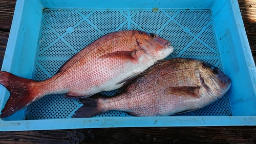 タイの釣果