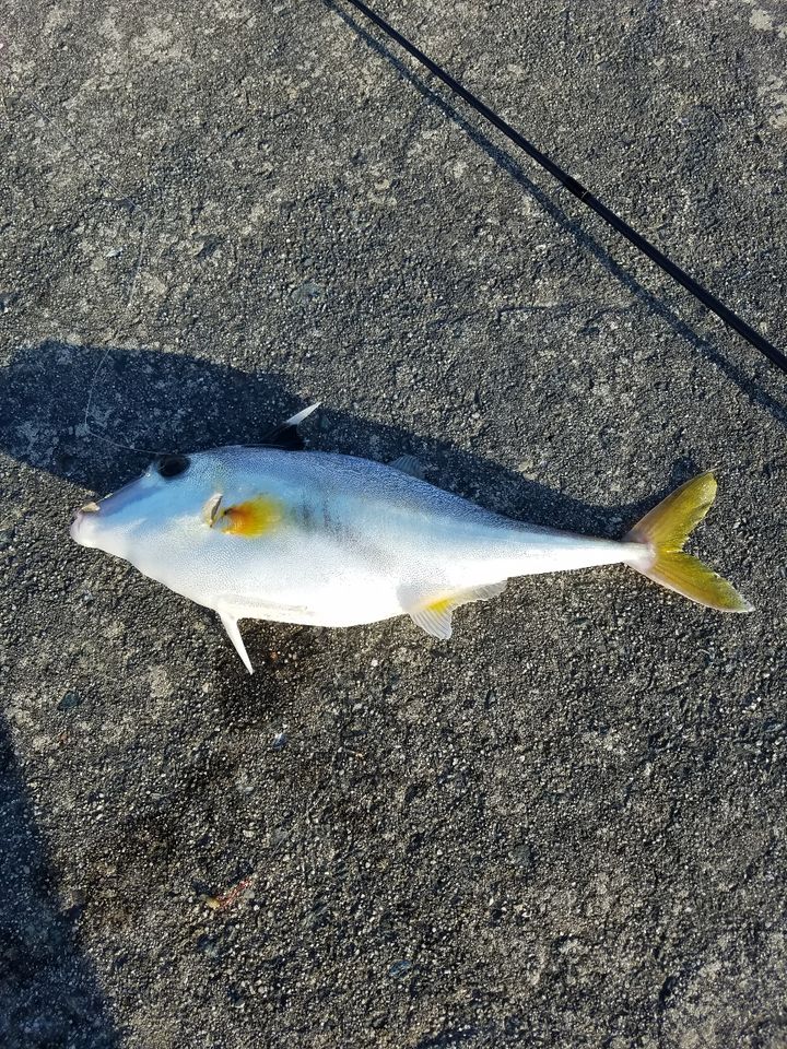 ギマ