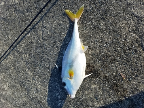 ギマの釣果