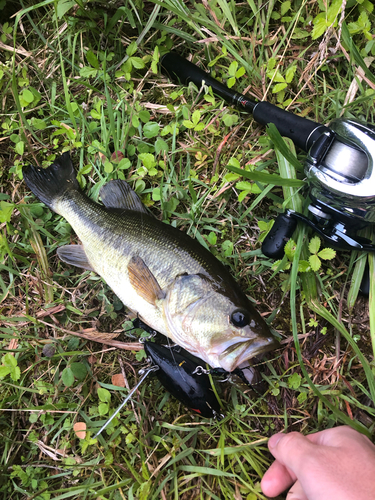 ラージマウスバスの釣果