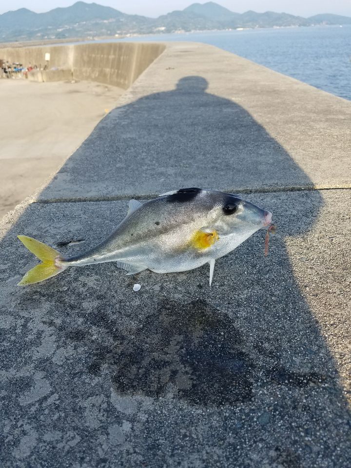 ギマ