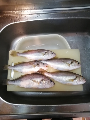 イシモチの釣果