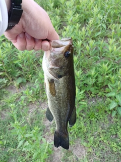 ラージマウスバスの釣果