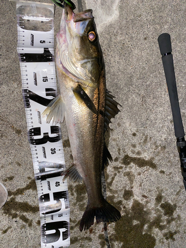 シーバスの釣果