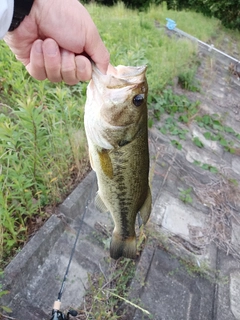 ラージマウスバスの釣果